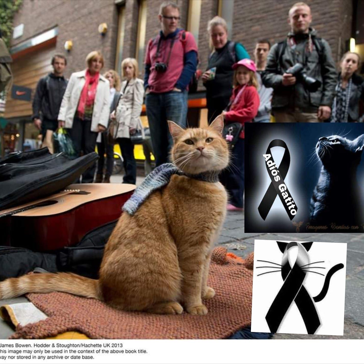 Muere gato que inspiró "A Street Cat Named | Nueva Rioja