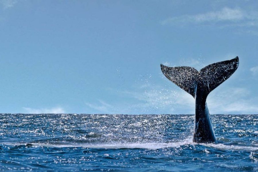 Llegaron Los Primeros Ejemplares De Ballenas A Los Golfos De Península Valdés Nueva Rioja