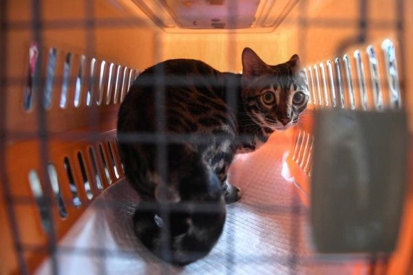 Para el Reino Unido los animales tienen legalmente sentimientos