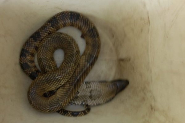 Córdoba: Enviaron una serpiente por encomienda