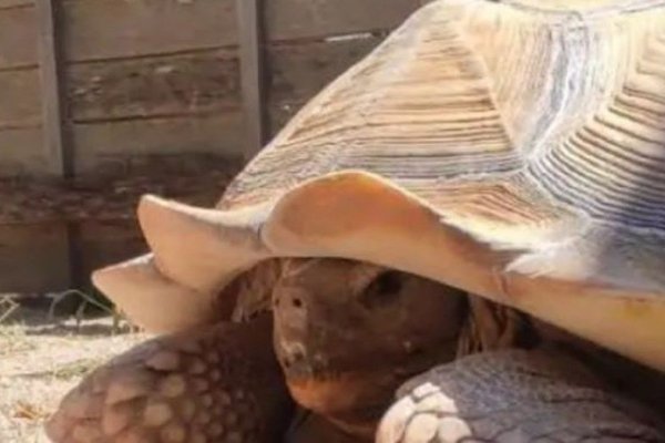 Encontraron en Mendoza una tortuga gigante que está en