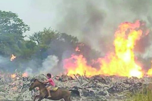 Incendios: veterinarios se ofrecen como voluntarios