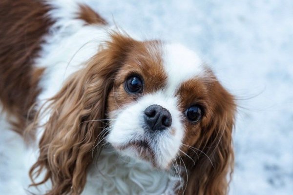 Oslo: Prohibieron la cría de dos razas de perros por las enfermedades que experimentan