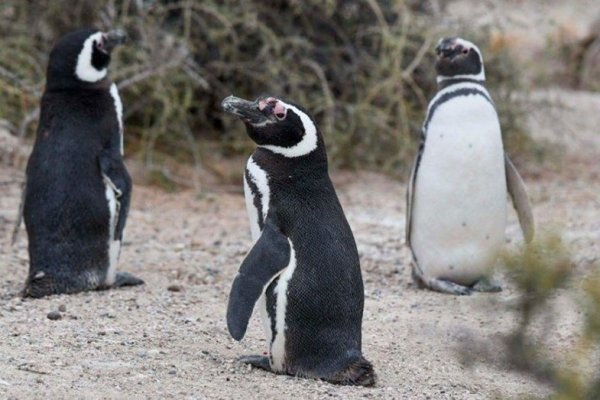 Hallaron pingüinos muertos con signos de ahorcamiento en Playa Unión