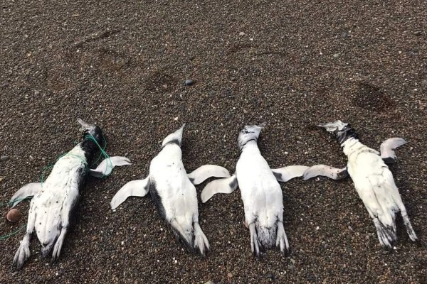Chubut: encontraron pingüinos muertos con signos de ahorcamiento