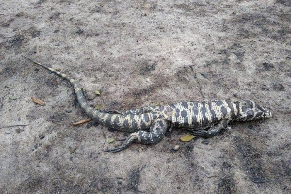 Corrientes: comienza el rescate de fauna silvestre afectada por el fuego en el norte