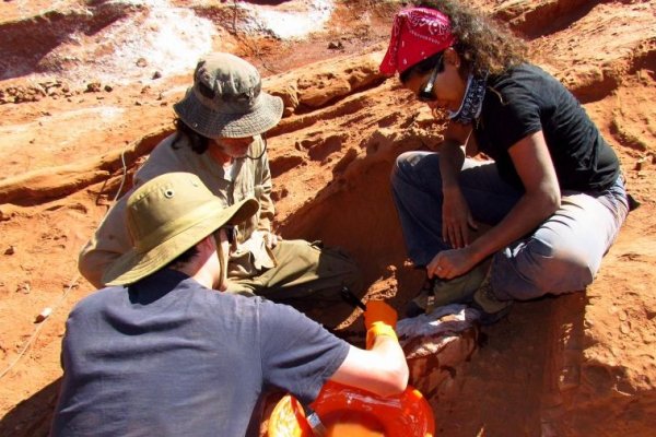 Hallaron por primera vez restos de un dinosaurio carnívoro en Salta