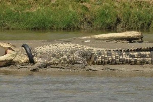 Después de 6 años logran sacarle a un cocodrilo el neumático que lo ahorcaba