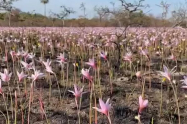 Corrientes: luego de las lluvias brotaron flores en los Esteros del Iberá