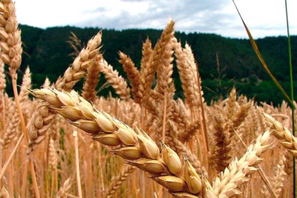 El trigo alcanzó su valor más alto en 14 años: US$ 368,54 la tonelada