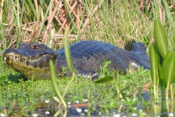 Rescatan animales autóctonos para llevarlos a otras zonas tras incendios en Corrientes