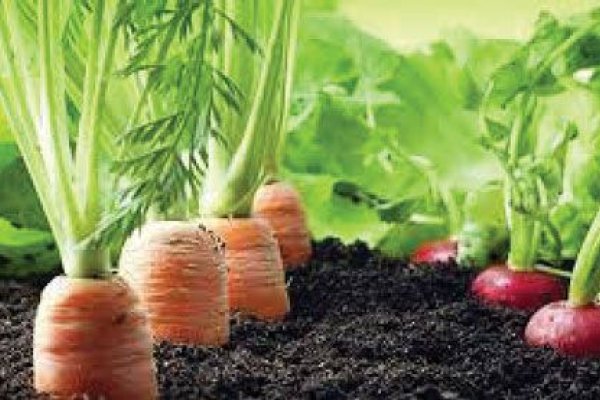 La Rioja realiza producción de hortalizas ecológicas