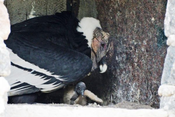 Nació un nuevo pichón de Cóndor Andino en el Bioparque La Máxima