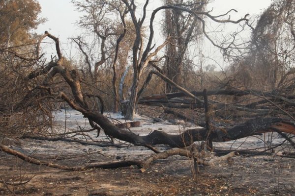 Ponen en marcha un proyecto para restaurar 340 hectáreas de selva incendiada