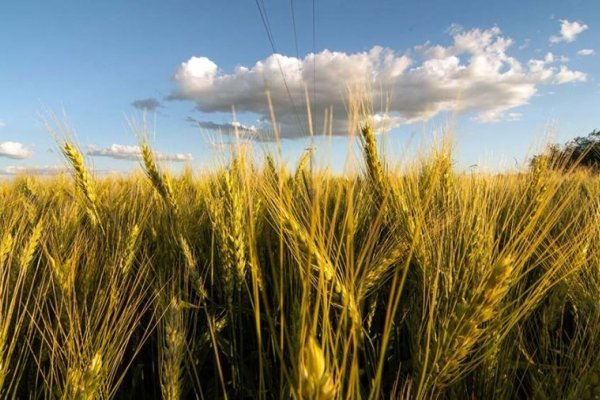 Las heladas tempranas limitan la recuperación de algunos cultivos