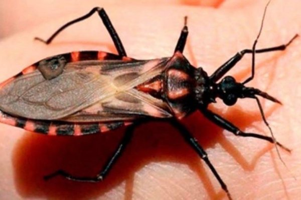 A 15 años de su sanción, reglamentaron la Ley de Chagas