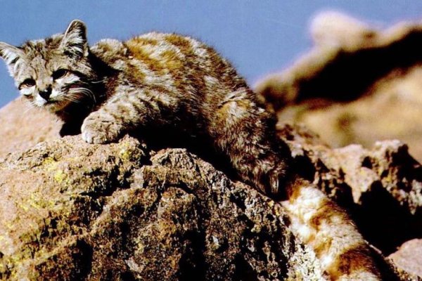 Declararon al gato andino Monumento Natural Provincial en Jujuy