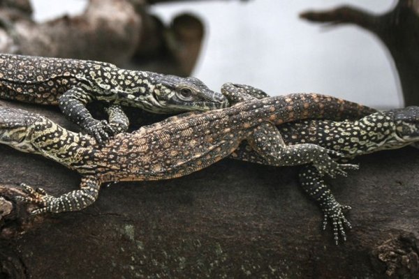Dos de cada diez reptiles se encuentran en