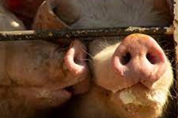 Proteccionistas y veganos marcharán al Congreso en el Día de la Lucha por la Liberación Animal