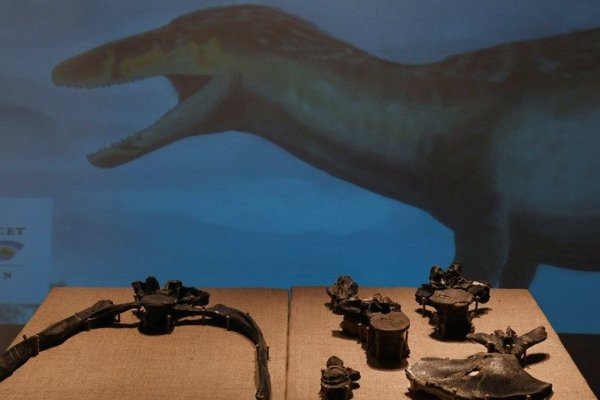 Hallan en Santa Cruz restos de un megarraptor, el dinosaurio más grande encontrado hasta el momento