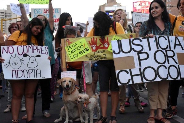 Perspectiva animalista: piden nuevas leyes y endurecer las penas por maltrato