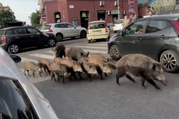 Toque de queda en Roma por la presencia de jabalíes en las calles