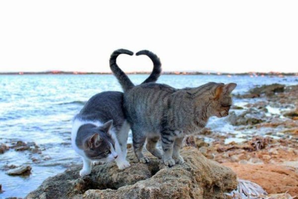 Cerdeña: la isla de Italia que está habitada por gatos