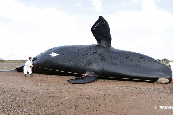 Ya son 30 las ballenas muertas en el Golfo Nuevo