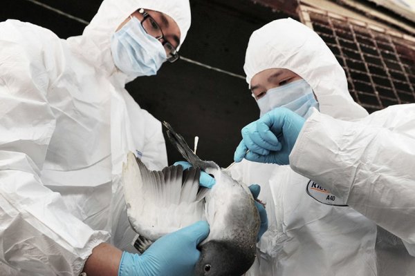 Países Bajos sacrificó 300.000 pollos por un brote de gripe aviar altamente contagiosa