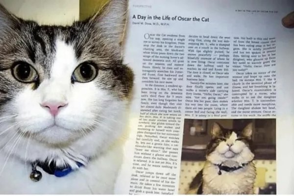 La historia de Oscar, el gato que predice las muertes en un geriátrico
