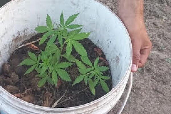 Detectaron plantas de marihuana en proximidades a Juan Caro