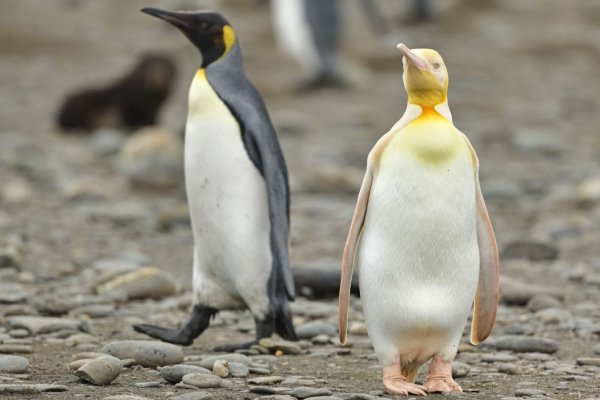 Un pingüino de color “dorado o amarillo” fue captado en una expedición y sorprende por sus colores únicos