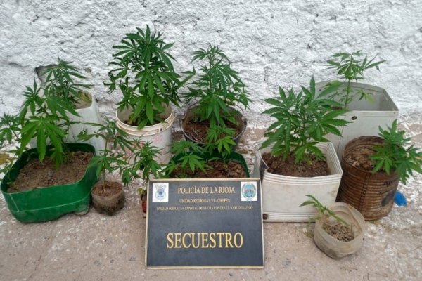 Ulapes: decomisaron 16 plantines de marihuana