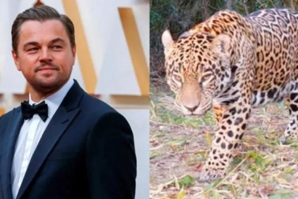 Leonardo DiCaprio destacó la recuperación de un yaguareté introducido en el Iberá