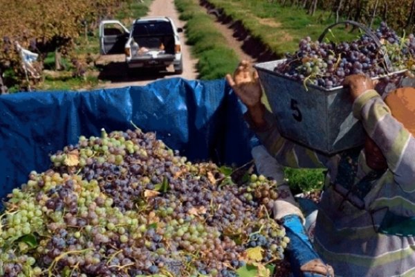 Cosecha: En La Rioja se emplearán entre 10 y 12 mil trabajadores