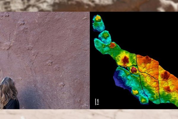Encontraron en La Rioja huellas fósiles de mamíferos extinguidos hace 10 millones de años