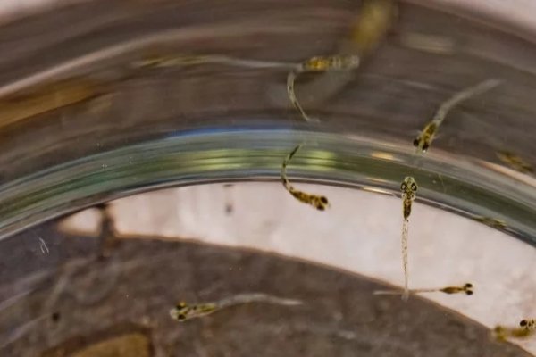 Parque de la Biodiversidad: San Juan le entregó a La Rioja 10 mil larvas de pejerrey