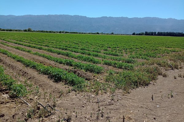 Hortícola Riojana prevé una cosecha de 400 toneladas de ajo