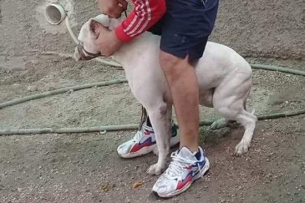 Dogo Argentino fue judicializado tras morder a un hombre