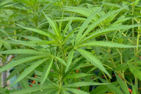 Uruguay lanza a la venta una variedad de cannabis con mayor nivel de psicoactividad