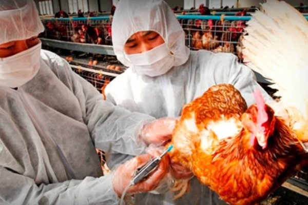 La Provincia inicia vigilancia epidemiológica ante casos de gripe aviar en Colombia, Ecuador y Perú