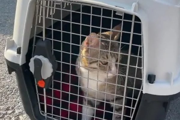 Sin copa, pero con mascota: la conmovedora historia del gato adoptado por los ingleses en Qatar