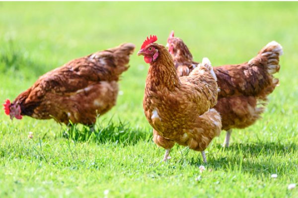 El Senasa declaró el estado de alerta preventiva ante el avance de la gripe aviar