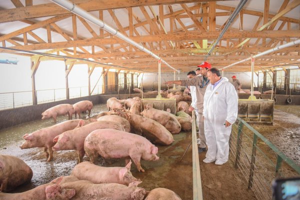El Gobernador inauguró la nueva planta  de engorde de Cerdo de los Llanos en Ulapes