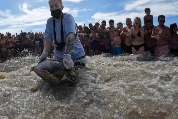 Regresan al mar dos tortugas verdes rescatadas que habían expulsado plástico