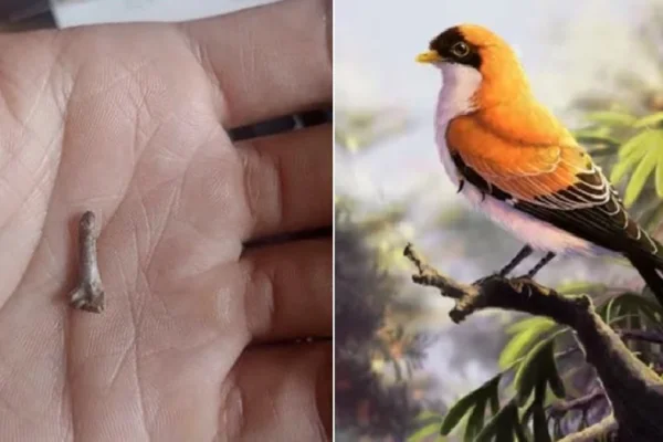 Santa Cruz: hallaron restos de un ave desconocida que vivió hace 70 millones de años