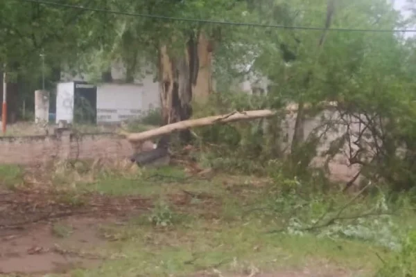 Fuerte tormenta de agua, granizo y viento dejó árboles caídos en  Chamical