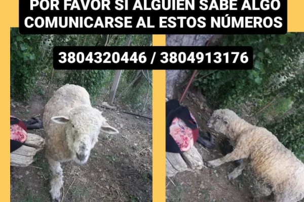 Piden devolución de una oveja domesticada en Sanagasta