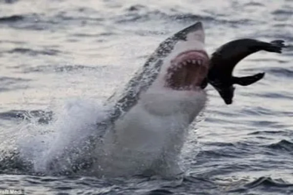 Un buceador fue decapitado por un tiburón blanco en México
