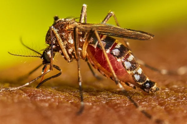 Intensifican acciones de descacharreo para prevenir el dengue